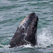 Gray Whale Spyhopping Poster