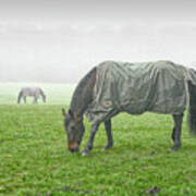 Keepind A Distance - Grazing Horses Duo, Pastoral And Peaceful, Foggy Day Poster