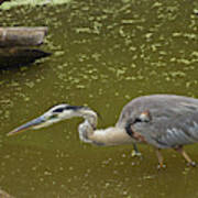 Great Blue Heron - 7535 Poster