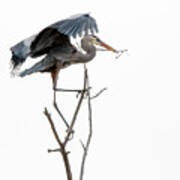 Great Blue Heron 8 Poster
