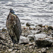 Great Blue Heron At Carmen Reservoir, No. 1 Poster