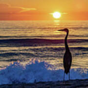 Great Blue Heron At Sunrise Poster
