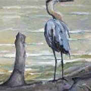 Great Blue Heron Poster