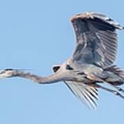 Great Blue Heron Flying With Its Wings Spread Poster