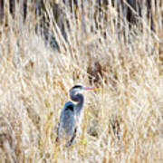 Great Blue Heron In Marsh Grass Poster