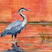 Great Blue Heron In Marsh Poster