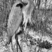 Great Blue Heron In The Florida Grass Black And White Poster
