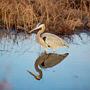 Great Blue Heron Reflection Poster
