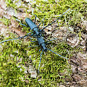 Great Capricorn Beetles On Mossy Trunk Poster