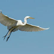 Great Egret 2014-18 Poster