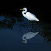 Great Egret 27a Poster