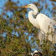 Great Egret Perched In A Tree Poster