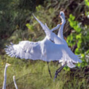 Great Egrets 8224-060121-3 Poster