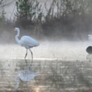 Great Egrets In The Mist 3100-010820 Poster