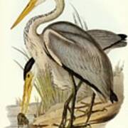 Great Grey Heron Ardea Leucophaea Illustrated By Elizabeth Gould 1804-1841 For John Gould Poster