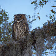 Great Horned Owl 2 Poster