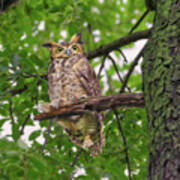 Great Horned Owl After A Rain, Being Pestered By Crows And A Squirrel Poster
