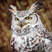 Great Horned Owl Portrait Poster