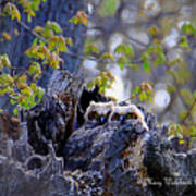 Great Horned Owlets Poster
