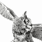 Great Horned Own In Black And White Poster