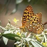 Great Spangled Fritillary 7209 Poster