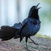 Great-tailed Grackle 2703-033122-2 Poster