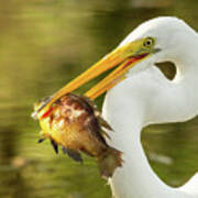 Great White Heron Poster