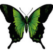 Green Butterfly Poster