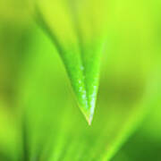Green Leaf Macro Poster
