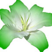 Green Lily Flower Poster