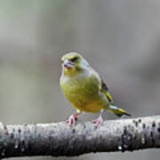 Green On A Gray Day. European Greenfinch Poster