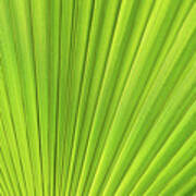 Green Palm Leaf And Mediterranean Sunlight Poster