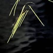 Green Reeds On Water Poster