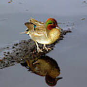 Green Wing Teal On Lake Washington Poster