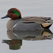 Green-winged Teal Drake Poster