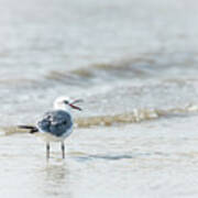 Gull Poster