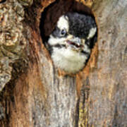 Hairy Woodpecker Chick 4796 Poster