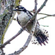Hairy Woodpecker Poster