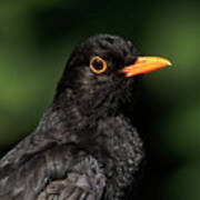 Handsome Male Blackbird Poster