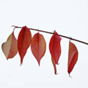 Hanging On For Dear Life -  Red Leaves Clutching Branch After First Snowfall Poster