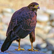 Harris's Hawk 24910 Poster