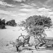 Harsh Environment - The Struggle For Life On A Remote Beach Poster