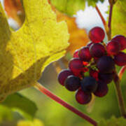 Harvest Time On The Vineyard Poster