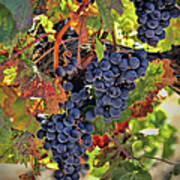 Harvest Vineyard Wine Grapes Autumn Poster