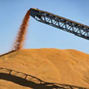 Harvesting Gold - Corn - Grain Pile Poster