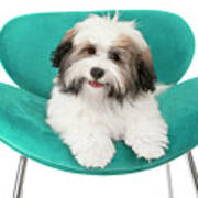 Havanese Puppy Joy Poster