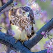 Hawk Among The Blossoms Poster