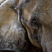 Head Of An Old African Elephant With Wrinkled Skin Poster