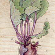 Heart Beet Poster