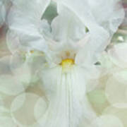 Heavenly Iris Poster